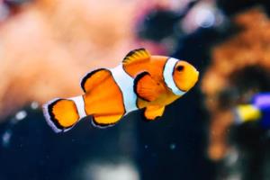 CCTV杯,见证全球球迷的激情时刻央视世界杯